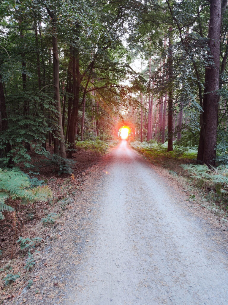 mediation coaching masur Rostock